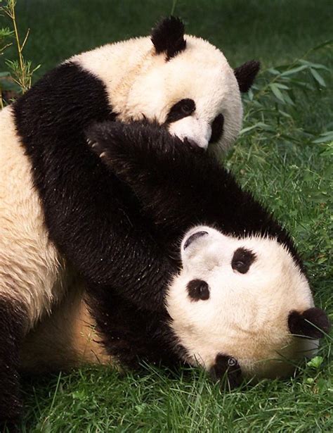 马来西亚新生大熊猫宝宝首亮相 小手捂耳朵表情萌翻了--图片频道--人民网