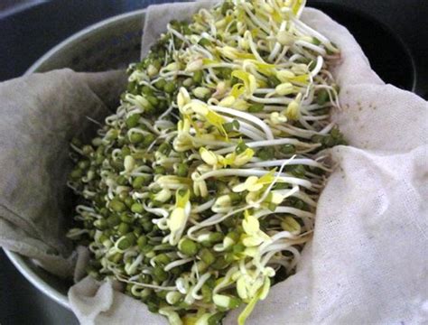 【自己在家生绿豆芽的做法步骤图，怎么做好吃】诺豪的妈妈_下厨房