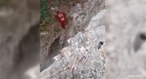 四川乐山发现一只野生飞狐，工作人员放生时它突然飞下悬崖，纵身一跃钻进灌木丛消失不见，现场罕见一幕曝光。|ZZXXO