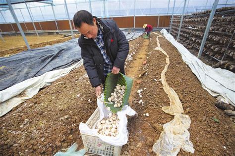 贵州从江林下大球菌菇促增收