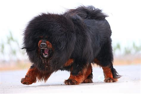 十大忠诚猛犬排行榜 卡斯罗犬上榜，第二被誉为“犬中之王”_排行榜123网