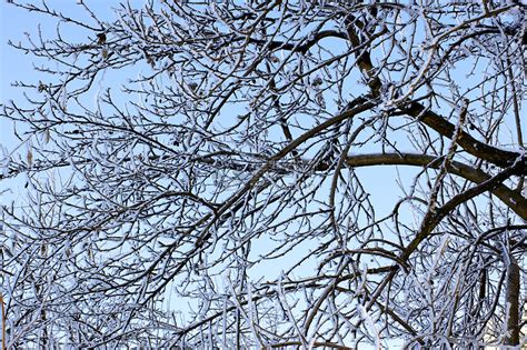 冬天的树有一种倔强之美_新浪新闻