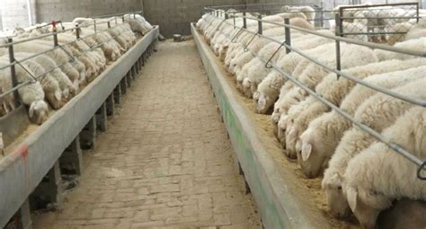 适当改变养殖方法， 保证育肥羊健康生长！ - 养殖技术 - 河北农业网