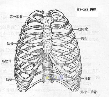 胸部 的两侧：两肋。 肋骨 。肋膜。