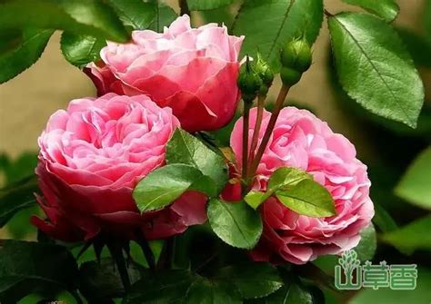 蔷薇、月季、玫瑰花的区别，你看到的“玫瑰”！