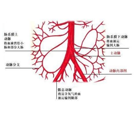 腹腔干血管解剖图图片