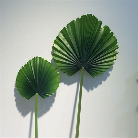 【叶子像扇子的植物叫什么】【图】叶子像扇子的植物叫什么 为你科普蒲葵基本知识(3)_伊秀花草|yxlady.com