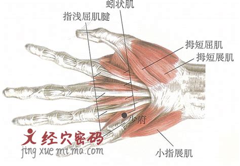 少府的准确位置图图片