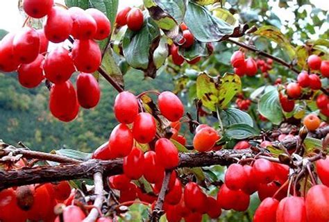 重阳节来了解山茱萸的栽培技术-种植技术-中国花木网