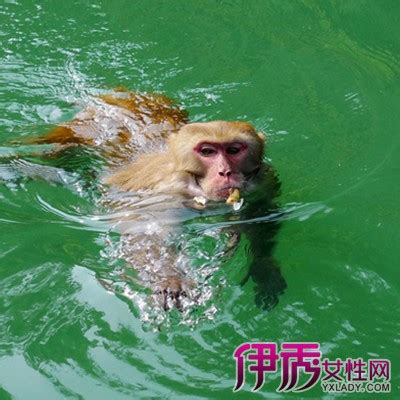 真正水猴子图片2021真实-水猴子为什么要拉人-趣丁网
