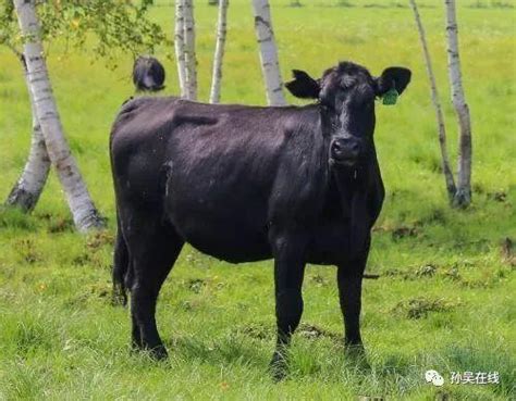 【孙吴声音】安格斯肉牛产业发展“牛”劲十足_养殖