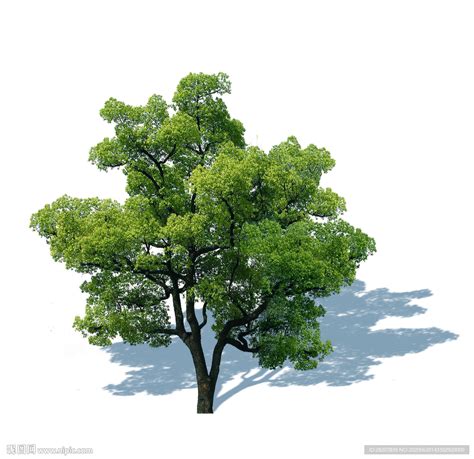 常见树木种类,常见的树木,树木种类大全(第2页)_大山谷图库
