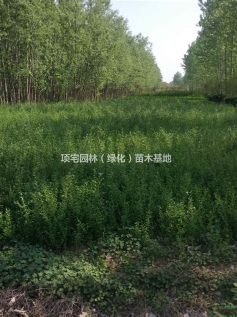 重庆市远森园林绿化有限公司