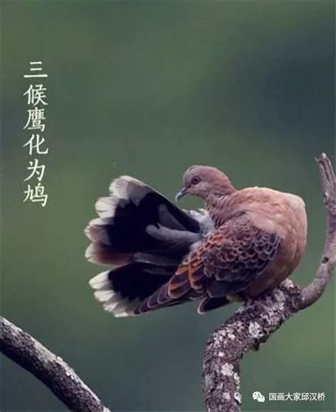 鸠羽图片