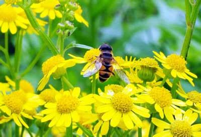 梦见蜜蜂是什么预兆 梦见蜜蜂是什么预兆？？