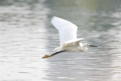 飞掠水面的白鹭-蜂鸟影赛