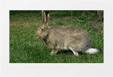 灰色兔子高清图片下载-正版图片307555225-摄图网