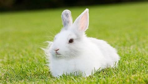 灰兔的眼睛是什么颜色-宠物网问答