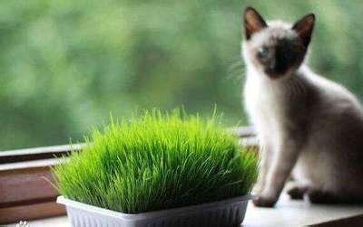 猫吃猫草有什么好处-猫吃猫草有什么用 - 见闻坊