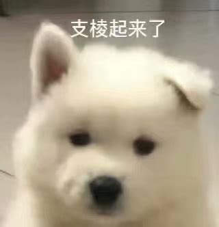 萨摩耶表情包耶耶表情包图片