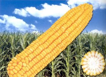 登海最好的玉米品种 - 农敢网