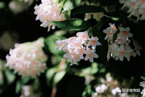 美丽的灌木——猬实 _www.isenlin.cn