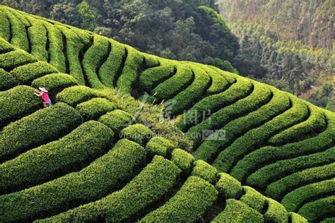 安徽歙县：高山茶园采茶忙_时图_图片频道_云南网