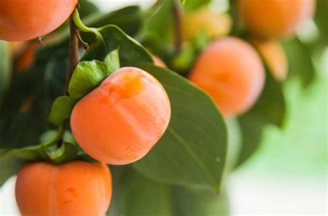 柿子树的高产量种植条件和种植方法
