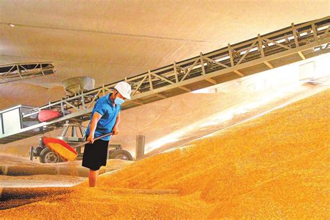 扬州市小麦示范片亩产创新高！亩产达714.2公斤！凤凰网江苏_凤凰网