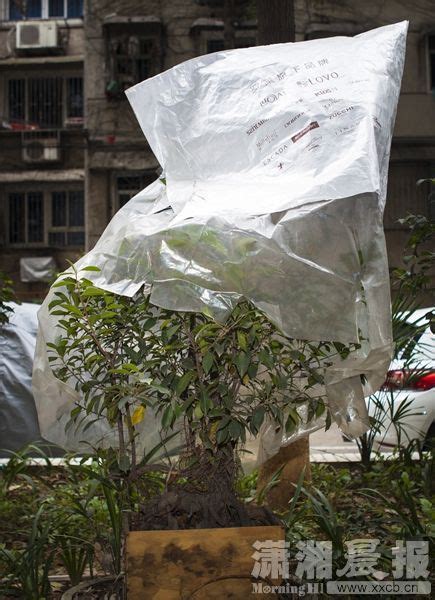 绿植物防冻保温袋塑料膜花卉盆栽过冬保护罩树木防寒布防尘袋透明-淘宝网
