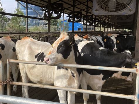 探访丨川东北唯一奶牛产业基地县，这家牧场日产鲜奶26吨，一天产的奶够10万人吃_四川在线