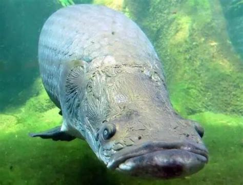 巨骨舌鱼的养殖技术，巨骨舌鱼的生活习性-农百科