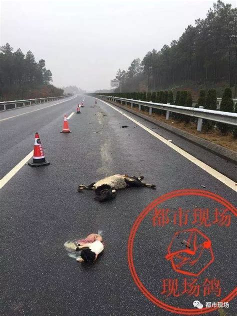 母羊闯入高速公路被车撞死 死亡瞬间生下小羊|交通事故|母羊|小羊_新浪新闻