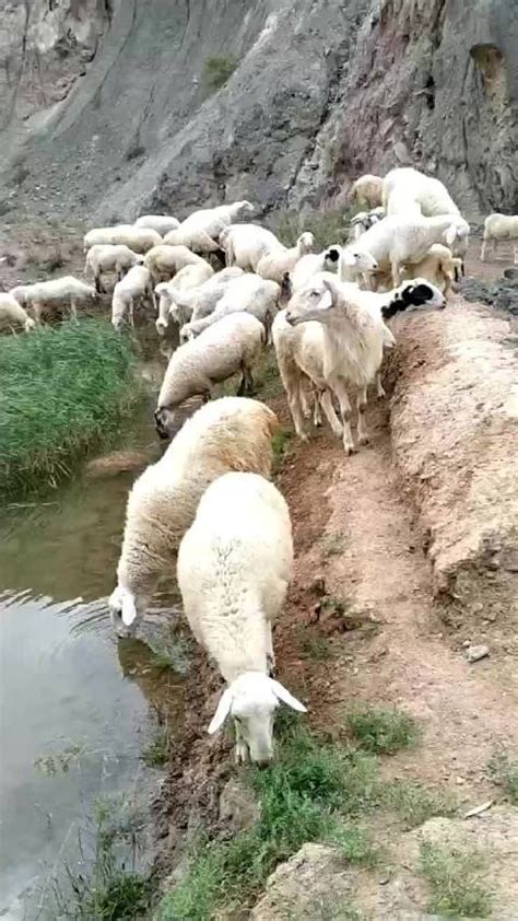 帮朋友卖甘肃靖远草饲滩羊，一共也就40多只，40块钱一斤……|羊肉_新浪新闻