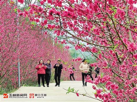 桃花盛开迎春来-玉林新闻网