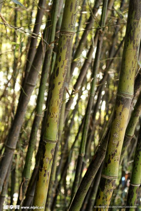 批发优质斑竹--斑竹大量出售_沭阳县新之圣苗木有限公司_园林网