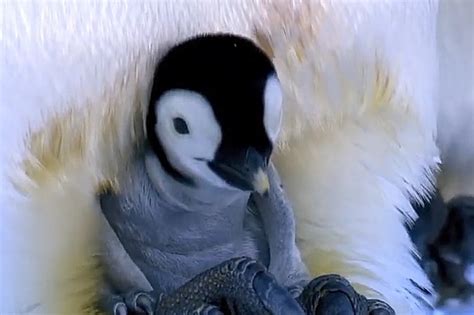 帝企鹅宝宝原来是这样慢慢长大的啊_凤凰网视频_凤凰网