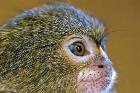 世界已知最小的猴子，拇指猴里面的一个种类侏狨……|猴子_新浪新闻
