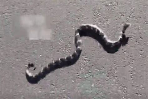 加州王蛇生吞响尾蛇【视频】_王蛇_毒蛇网
