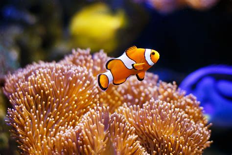 深海中的小丑鱼和海葵高清图片下载-正版图片600571495-摄图网