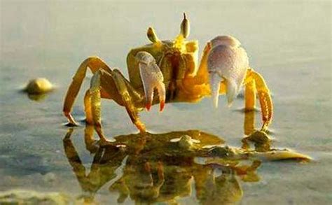 生活科普：螃蟹为什么会横着走？有没有竖着走的螃蟹呢？