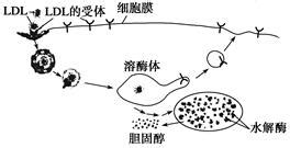 血脂类实力压轴——sd LDL-C-北京九强生物技术股份有限公司