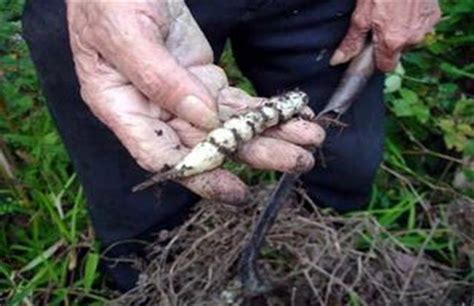 草石蚕种植技术，农民掌握以下要点，收获高产优质的草石蚕|草石蚕|幼苗|虫害_新浪新闻
