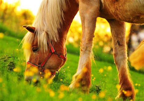 小马在绿色的田野上吃草,高清图片,壁纸 - 酷酷桌面