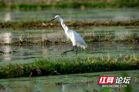 蓝山县毛俊镇：鸟道秘境云飞扬_蓝山县_湖南频道_红网