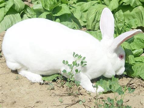 兔子养殖方法和技术(兔子养殖方法和技术视频） - 植物百科网