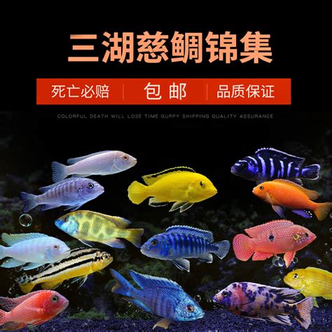 【游龙】中国中华斗鱼活鱼活体 易养耐养淡水冷水观赏鱼 懒人鱼 | 伊范儿时尚