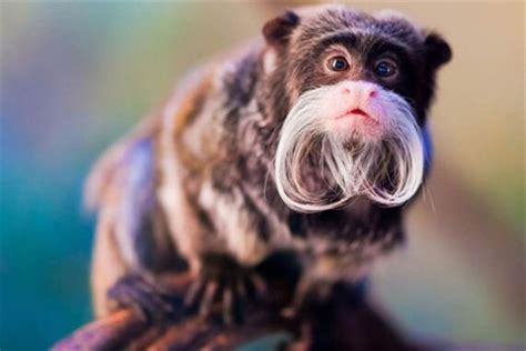10大最珍稀的猴子，夜猴上榜，你见过几种？-宠物网