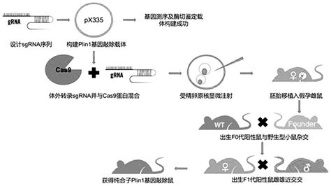 深圳先进院金帆团队设计合成基因线路帮助精确定量细菌中的基因重排事件----中国科学院深圳先进技术研究院
