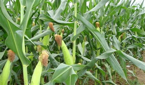 玉米孕穗期的田间管理措施,玉米孕穗期的生育特点|孕穗期|玉米|生育_新浪新闻